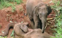 Ấn Độ: Voi con khóc, ôm xác mẹ không rời