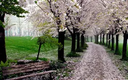 Xao xuyến trước những con đường đẹp đầy huyền ảo