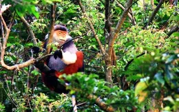 Hé mở chân rết đường dây xâm hại Khu bảo tồn thiên nhiên Sơn Trà