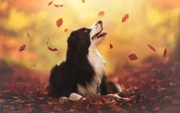 Ngỡ ngàng bộ ảnh chụp cún cưng không thua gì mẫu chuyên nghiệp!