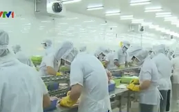 Thái Lan tiếp nhận lao động Việt Nam ngành đánh bắt cá và xây dựng