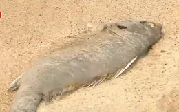 Chiều 27/4, Bộ TN&MT và các tỉnh họp về vụ cá chết ở miền Trung