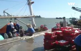 Quảng Trị: Được hỗ trợ thu mua hải sản, ngư dân yên tâm bám biển