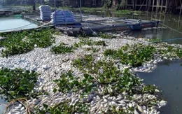 Cá chết hàng loạt trên sông Sa Lung