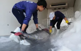 Xuất khẩu cá ngừ phục hồi trở lại