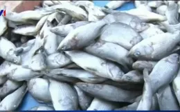 Hà Nội: Người dân dè chừng với hải sản đông lạnh sau vụ cá chết