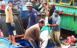 Hai tháng, cả nước đánh bắt được gần 3.000 tấn cá ngừ