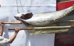 Mô hình tổ tàu thuyền an toàn bảo vệ ngư dân trên biển