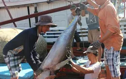 Nhiều tàu câu cá ngừ đại dương có lãi