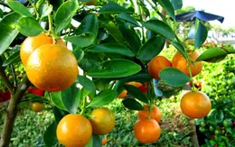 Bài thuốc chữa đầy bụng, ho gió từ quả quất