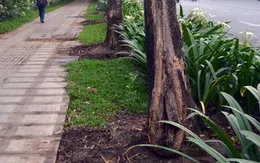 TP.HCM: Nhiều cây cổ thụ chết bất thường nghi bị đầu độc