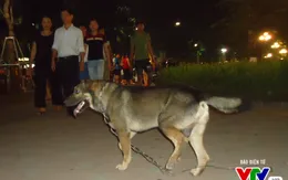 Thả chó ra đường không đeo rọ mõm bị phạt 800.000 đồng