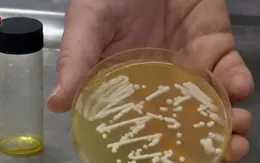 Phát triển dầu từ men thay thế dầu cọ