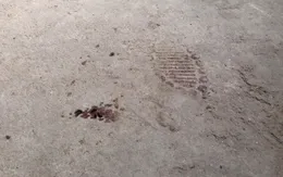 Vụ án sát hại 4 bà cháu tại Quảng Ninh là cướp của, giết người