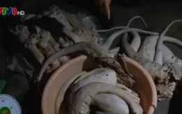 Phát hiện hơn 100kg đuôi bò thối tại Hà Tĩnh