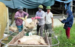 Hà Tĩnh cần gấp 30.000 liều vaccine tai xanh