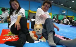 Kỷ lục tập yoga cùng cún cưng tại Nhật Bản