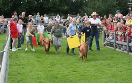 Đua heo để dự đoán Anh đi hay ở lại EU