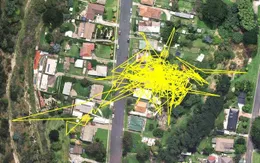 Phát hoảng với lộ trình đêm của những chú mèo