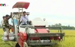 Quảng Bình thu hoạch vụ Hè Thu trước mùa mưa bão