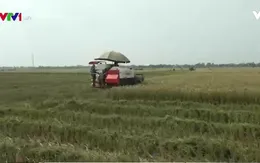 Các tỉnh ven biển gặt lúa màu tránh bão