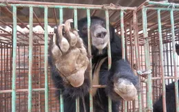 Khánh Hòa: Người dân bất an vì sự xuất hiện của gấu rừng