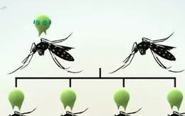 Mỹ dùng muỗi biến đổi gen chống virus Zika
