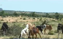 Ninh Thuận hỗ trợ đàn gia súc bị ảnh hưởng do nắng hạn