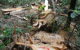 Vụ phá rừng pơ mu ở Quảng Nam: Vì sao chỉ bị phát hiện khi việc đã rồi?