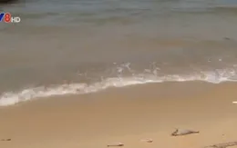 “Tuyệt đối không ăn hải sản chết do thủy triều đỏ”