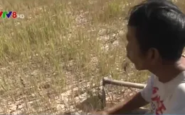 Chính phủ hỗ trợ 485 tỷ đồng khắc phục hạn hán và xâm nhập mặn