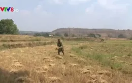 Bình Thuận triển khai phương án chống hạn