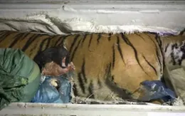 Hà Tĩnh: Giao nộp cá thể hổ 170kg