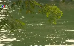 Chiều 19/9, Hà Nội công bố kết quả sơ bộ tình hình ô nhiễm 3 hồ