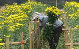 Làng hoa Tây Tựu tràn ngập sắc màu hoa Tết