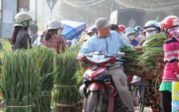 Gặp khó về đầu ra, người trồng Lay ơn Tết "chịu trận" ép giá