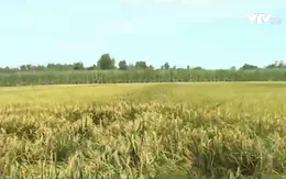 Thất mùa mất giá, người trồng lúa ở Sóc Trăng điêu đứng