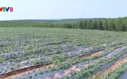 Quảng Trị phát triển mô hình cây trồng chịu hạn hiệu quả