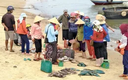 Quảng Bình: Ngư dân khó tiêu thụ hải sản xa bờ sau sự cố môi trường