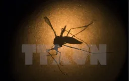 Mỹ thử nghiệm vaccine phòng ngừa virus Zika trên cơ thể người