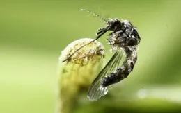 Trung Quốc ghi nhận trường hợp nhiễm virus Zika đầu tiên