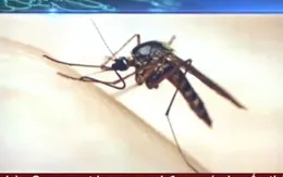 Muỗi Trí Nguyên có thể khống chế virus Zika