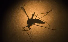 Làm gì khi trong vùng có người nhiễm virus Zika?