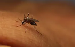Tạo ra muỗi biến đổi gen để chống virus Zika
