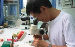 Sẽ mở rộng địa bàn thả muỗi mang Wolbachia tại TP Nha Trang
