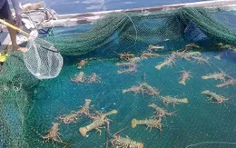 Khánh Hòa: Thương lái dùng đủ chiêu ép giá tôm hùm