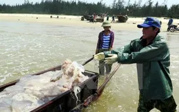 Kiểm tra kê khai bồi thường thiệt hại do sự cố môi trường biển tại Quảng Trị