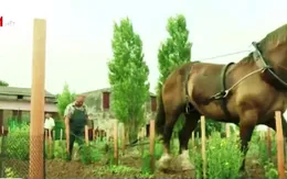 Ngựa kéo cày trong vườn nho tại Pháp