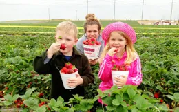 Du lịch nông nghiệp tại Mỹ hút khách