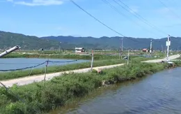 Phú Yên: Muôn kiểu kéo điện về hồ nuôi tôm gây mất an toàn